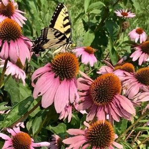 Meet your Posher, Leslie